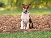 Cooper , a male Rat Terrier and Pembroke Welsh Corgi for sale in Converse, IN – 1 of 1