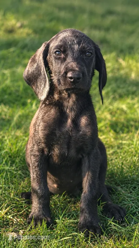 Ellie – Beagle, Bloodhound puppy for sale in Converse, IN