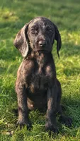 Ellie, a female Beagle and Bloodhound for sale in Converse, IN – 1 of 1