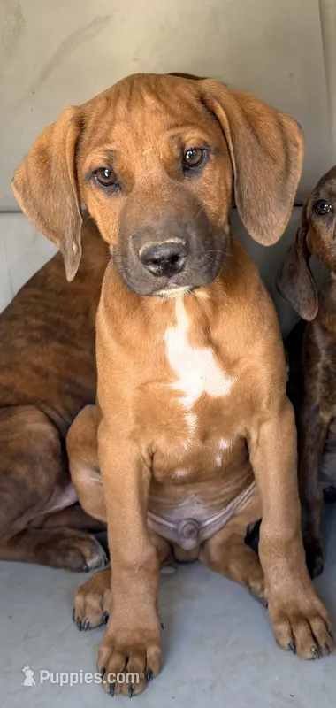 Red – Boxer, Labrador Retriever puppy for sale in Converse, IN