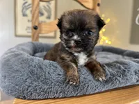 Tully, a female Miniature Bernedoodle for sale in Converse, IN – Photo 2 of 2