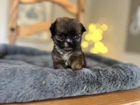 Tully, a female Miniature Bernedoodle for sale in Converse, IN – Photo 1 of 2