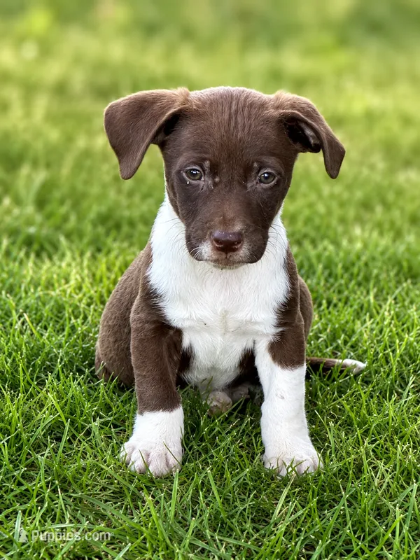 Ricky  – Dachshund, Irish Wolfadoodle puppy for sale in Converse, IN