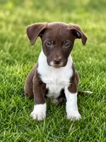 Ricky , a female Dachshund and Irish Wolfadoodle for sale in Converse, IN – 1 of 1