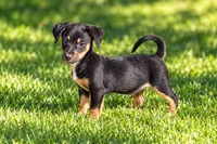Tilly , a female Yorkshire Terrier and Chiweenie for sale in Converse, IN – 1 of 1