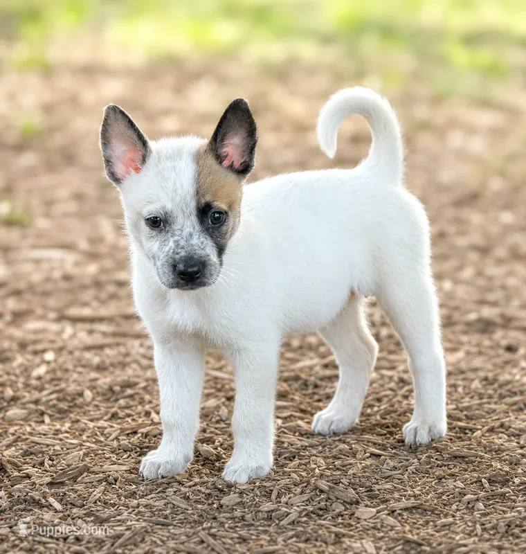 Bluey – Australian Cattle Dog puppy for sale in Converse, IN