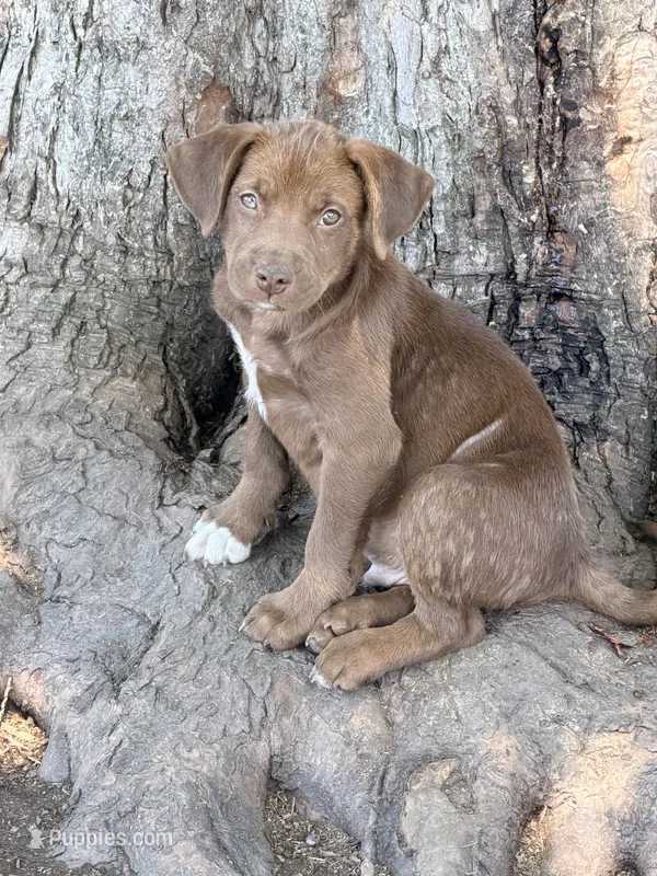 Riley – American Staffordshire Terrier, Labrador Retriever puppy for sale in Converse, IN