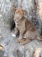Riley, a male American Staffordshire Terrier and Labrador Retriever for sale in Converse, IN – 1 of 2
