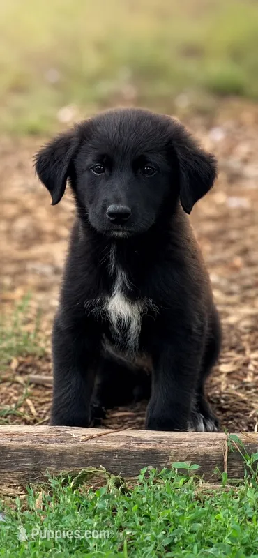Baxter  – Great Pyrenees, Golden Retriever puppy for sale in Converse, IN