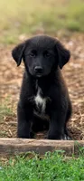 Baxter , a male Great Pyrenees and Golden Retriever for sale in Converse, IN – 1 of 1