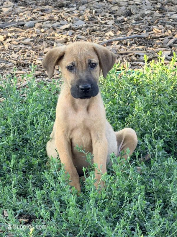 Gary – Beagle, Golden Retriever puppy for sale in Converse, IN
