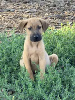 Gary, a male Beagle and Golden Retriever for sale in Converse, IN – 1 of 1