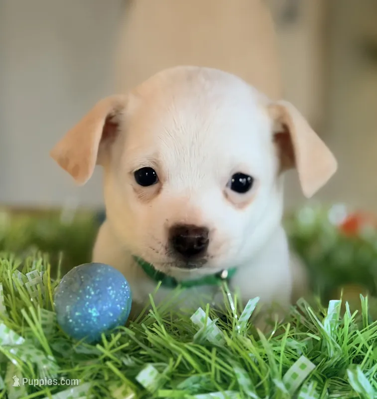 Stella – Chihuahua, Miniature Dachshund puppy for sale in Converse, IN
