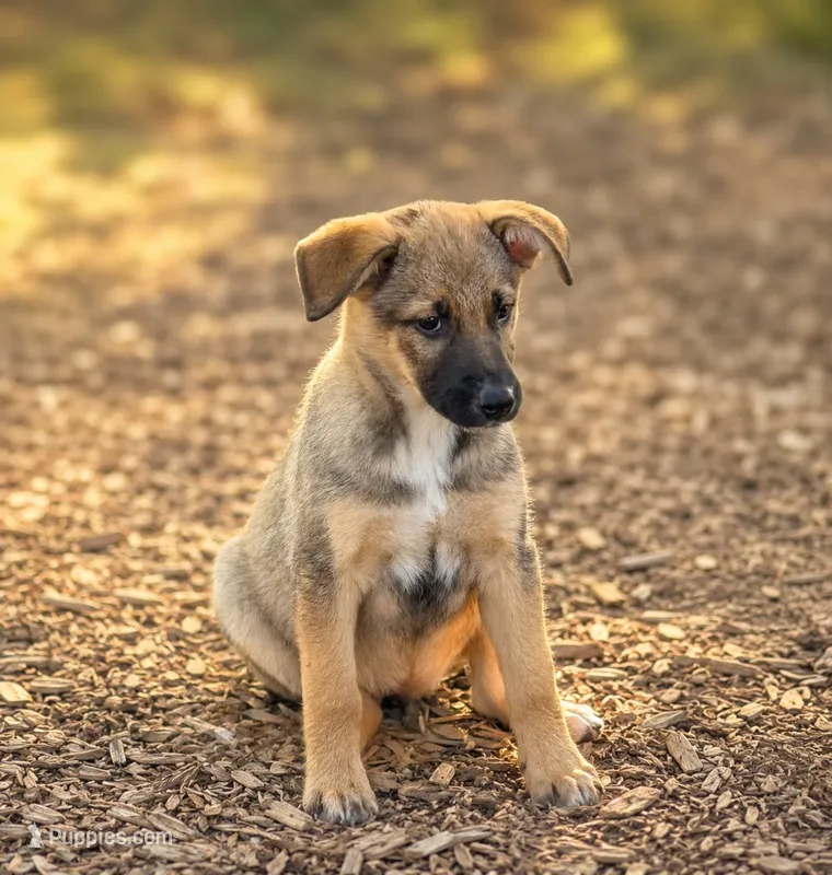 Sasha – German Shepherd Dog, Labrador Retriever puppy for sale in Converse, IN
