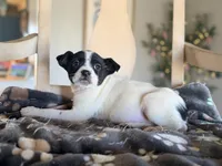 Essie , a female Boston Terrier and Chihuahua for sale in Converse, IN – Photo 2 of 2