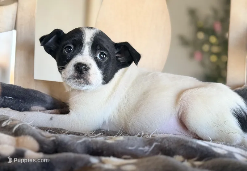 Essie , a female Boston Terrier and Chihuahua for sale in Converse, IN – Photo 1 of 2