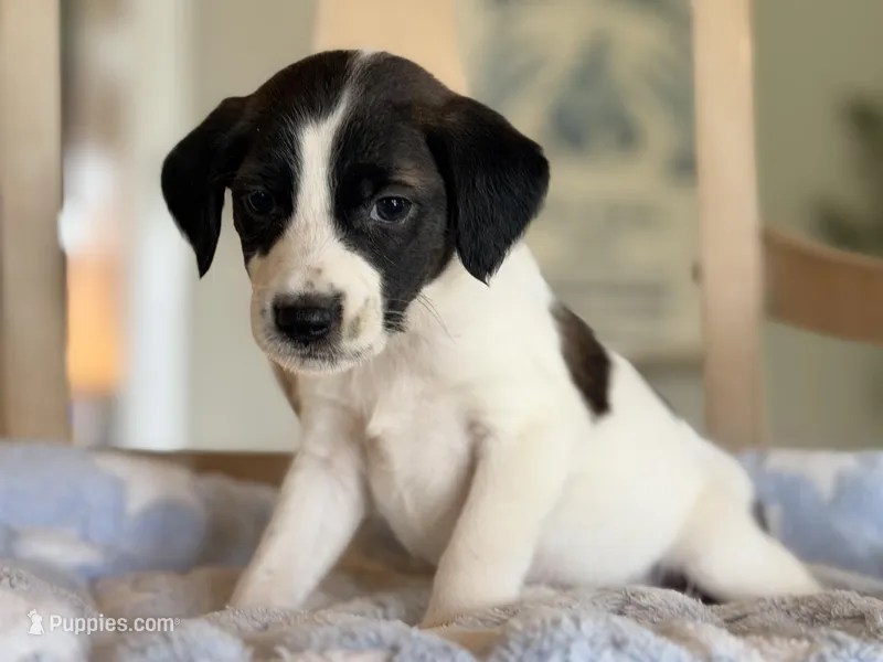 Tully – Australian Cattle Dog, Poodle - Miniature  puppy for sale in Converse, IN