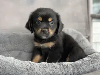 Briar, a female Shetland Sheepdog for sale in Converse, IN – Photo 1 of 2