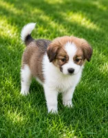 Tully, a female Pomeranian and Miniature Australian Shepherd for sale in Converse, IN – 1 of 1