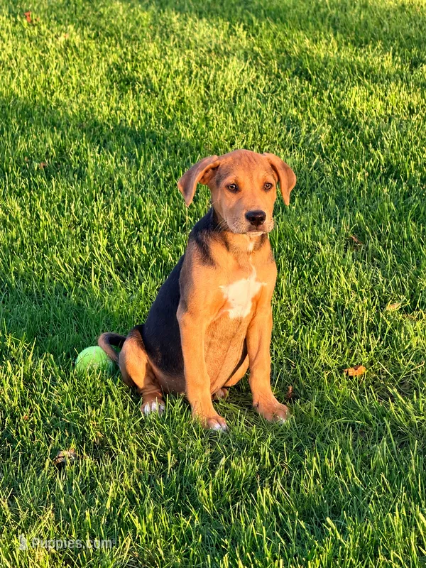 Dutch – American Leopard Hound, Golden Retriever puppy for sale in Converse, IN