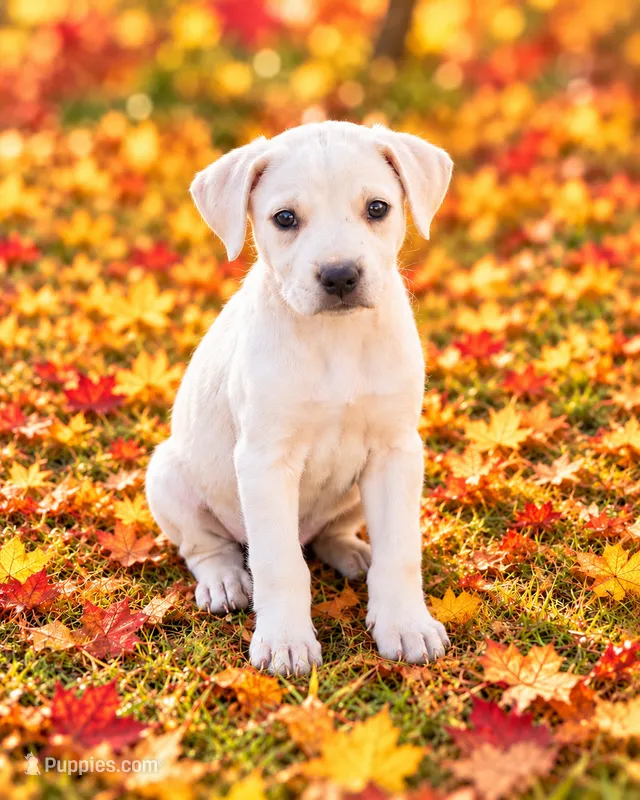Snickers – Miniature Dachshund, Beaglier puppy for sale in Converse, IN