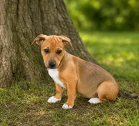 Mia , a male Miniature Pinscher and Chiweenie for sale in Converse, IN – 1 of 1