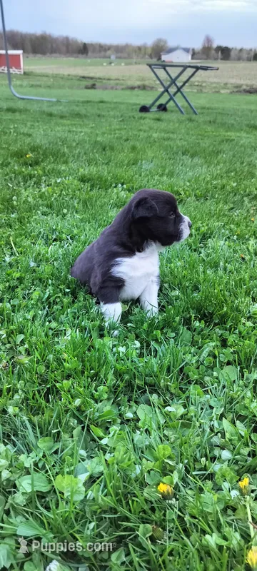 Tuxedo  – Australian Shepherd puppy for sale in Marshfield, WI