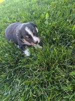 Diamond , a female Australian Shepherd for sale in Marshfield, WI – 2 of 4