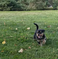 Ruby , a female Australian Shepherd for sale in Marshfield, WI – 4 of 10