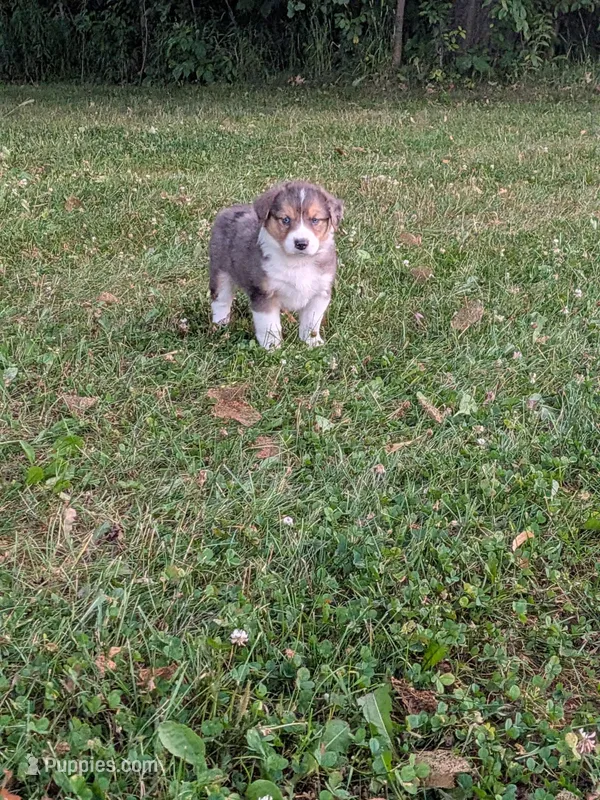 Pearl  – Australian Shepherd puppy for sale in Marshfield, WI