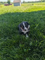Diamond , a female Australian Shepherd for sale in Marshfield, WI – 3 of 4