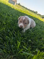 Sapphire , a female Australian Shepherd for sale in Marshfield, WI – 2 of 5
