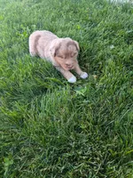 Gem, a female Australian Shepherd for sale in Marshfield, WI – 3 of 3