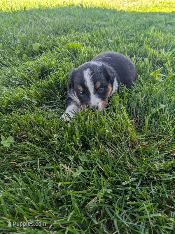 Diamond  – Australian Shepherd puppy for sale in Marshfield, WI