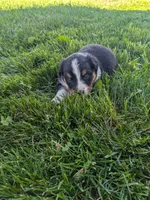 Diamond , a female Australian Shepherd for sale in Marshfield, WI – 1 of 4