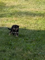 Ruby , a female Australian Shepherd for sale in Marshfield, WI – 5 of 10
