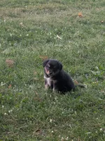 Ruby , a female Australian Shepherd for sale in Marshfield, WI – 7 of 10
