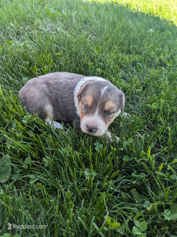 Pearl  – Australian Shepherd puppy for sale in Marshfield, WI