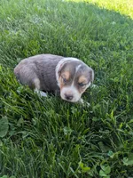 Pearl , a female Australian Shepherd for sale in Marshfield, WI – 1 of 4