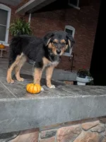 Ruby , a female Australian Shepherd for sale in Marshfield, WI – 2 of 5