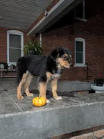Ruby , a female Australian Shepherd for sale in Marshfield, WI – 4 of 5