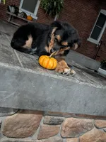 Ruby , a female Australian Shepherd for sale in Marshfield, WI – 5 of 5