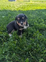 Crystal , a female Australian Shepherd for sale in Marshfield, WI – 2 of 3