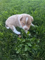 Sapphire , a female Australian Shepherd for sale in Marshfield, WI – 4 of 5