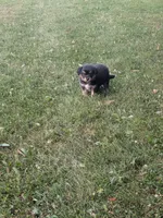 Ruby , a female Australian Shepherd for sale in Marshfield, WI – 9 of 10