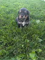 Ruby , a female Australian Shepherd for sale in Marshfield, WI – 3 of 3