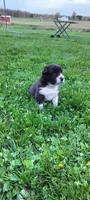 Tuxedo , a male Australian Shepherd for sale in Marshfield, WI – 3 of 6