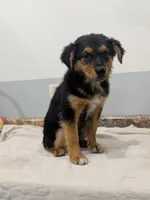 Ruby , a female Australian Shepherd for sale in Marshfield, WI – 3 of 5