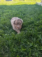 Gem, a female Australian Shepherd for sale in Marshfield, WI – 2 of 3