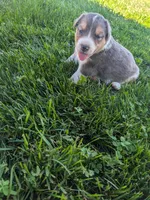 Pearl , a female Australian Shepherd for sale in Marshfield, WI – 2 of 4